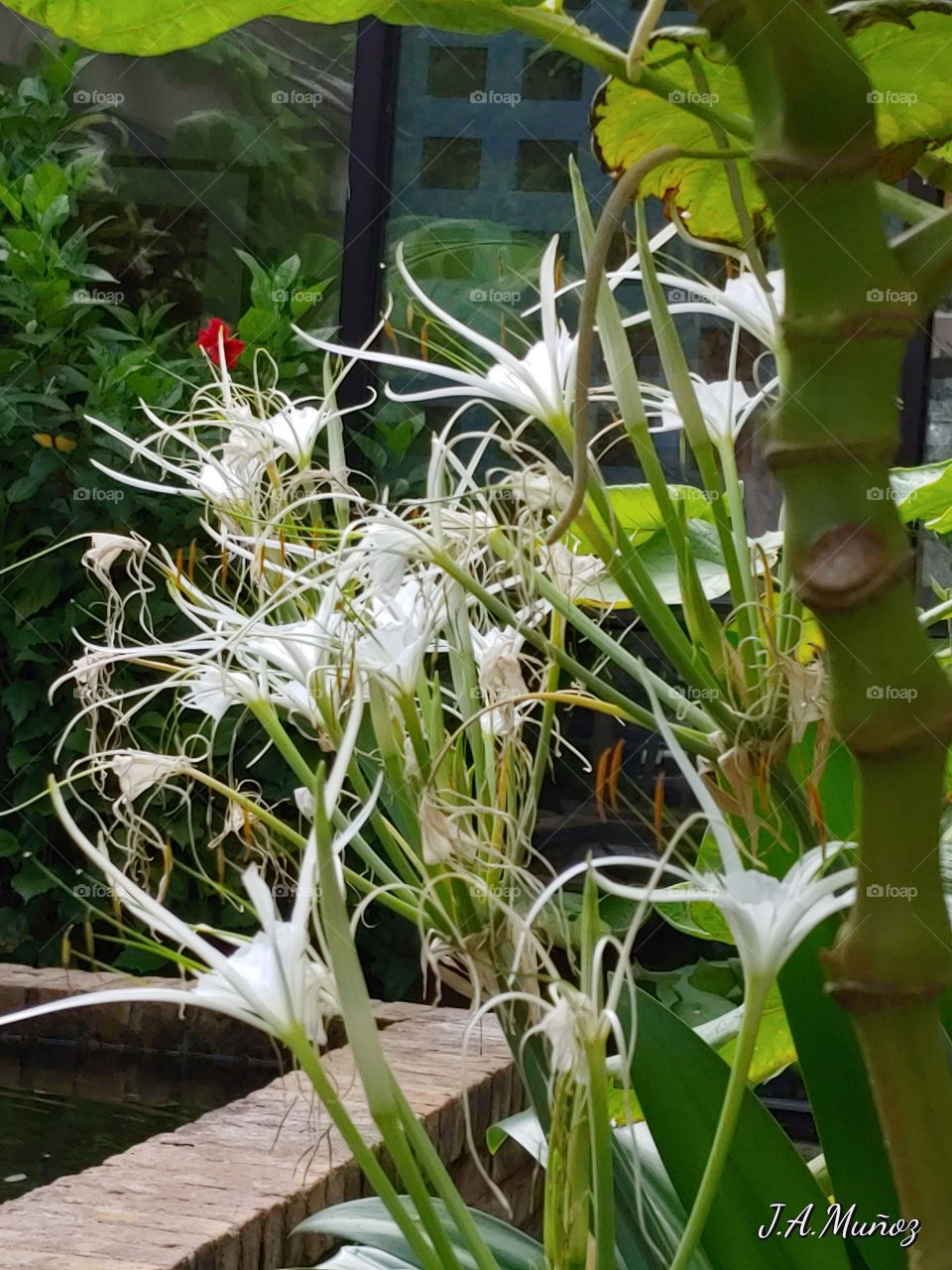 spider Lily