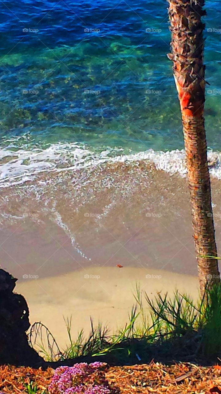 Tropical Paradise. Hiesler Park Cove in Laguna Beach