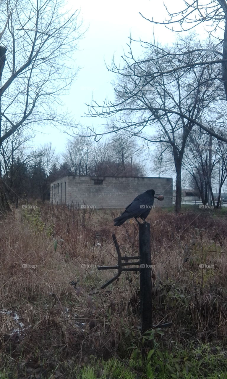 crow and walnut