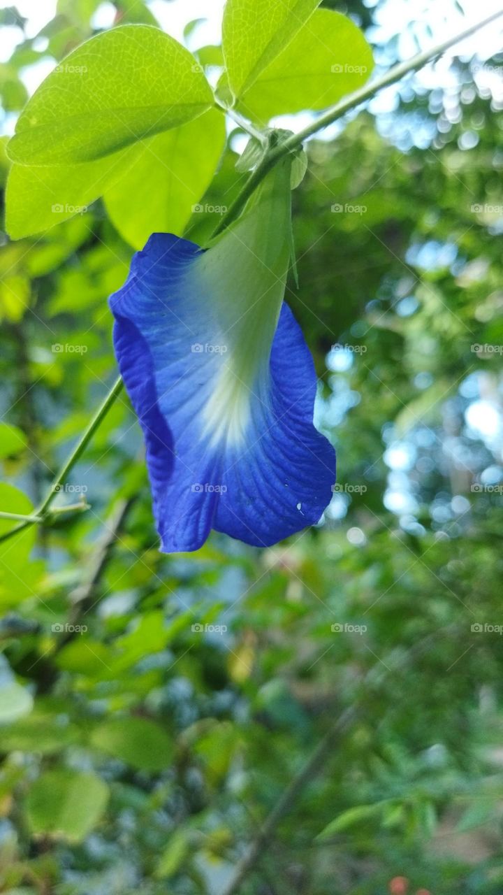 blue flower