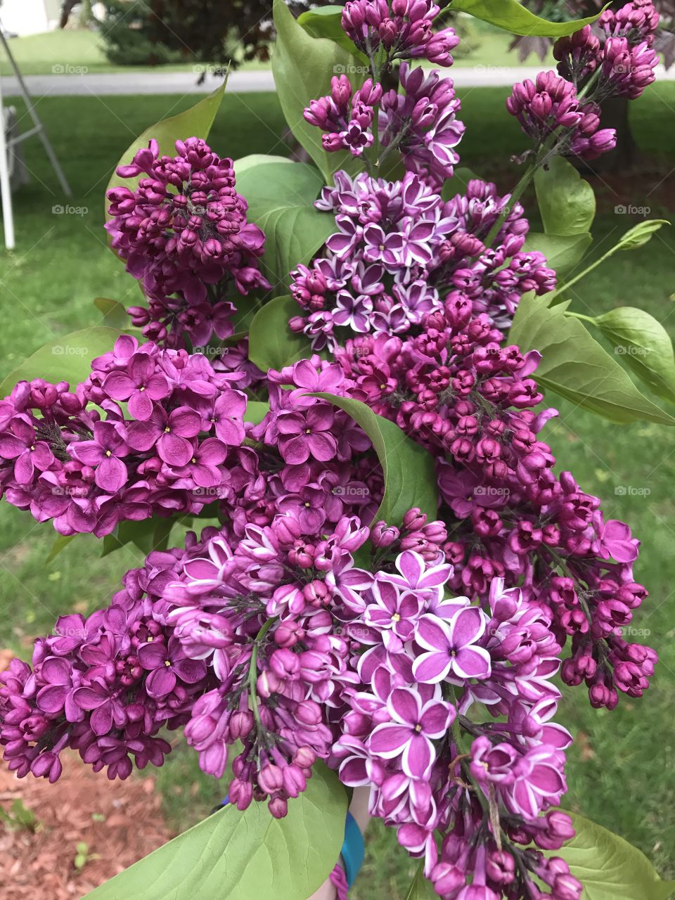 Picking lilacs 