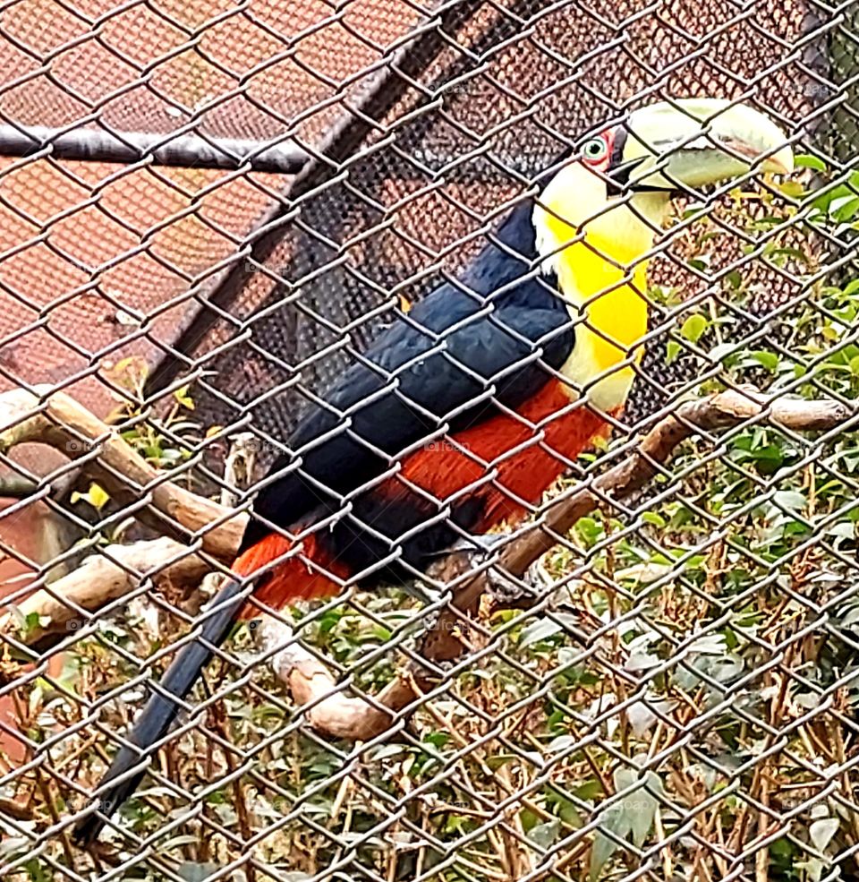 Lindo Tucano, passaro colorido qye chama atenção pelo seu bico grandão.