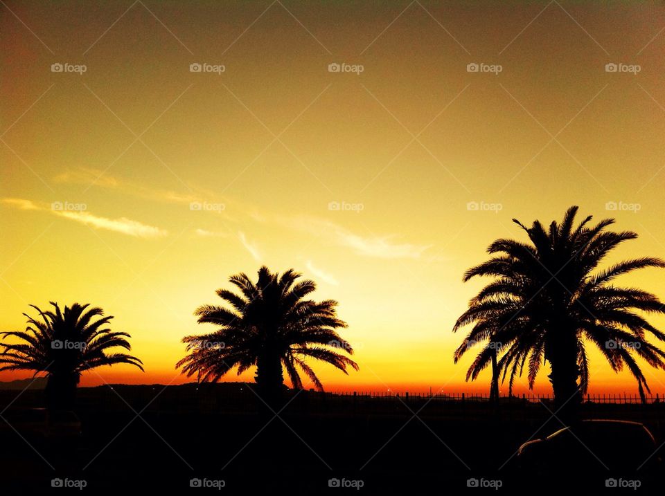 Sunset palms