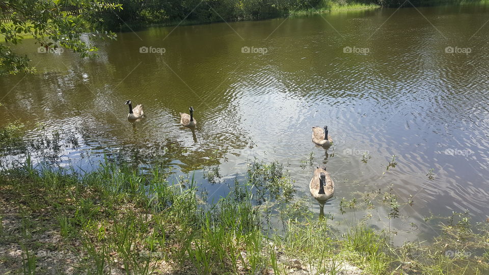 Ducks Visiting