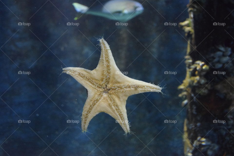 star fish
