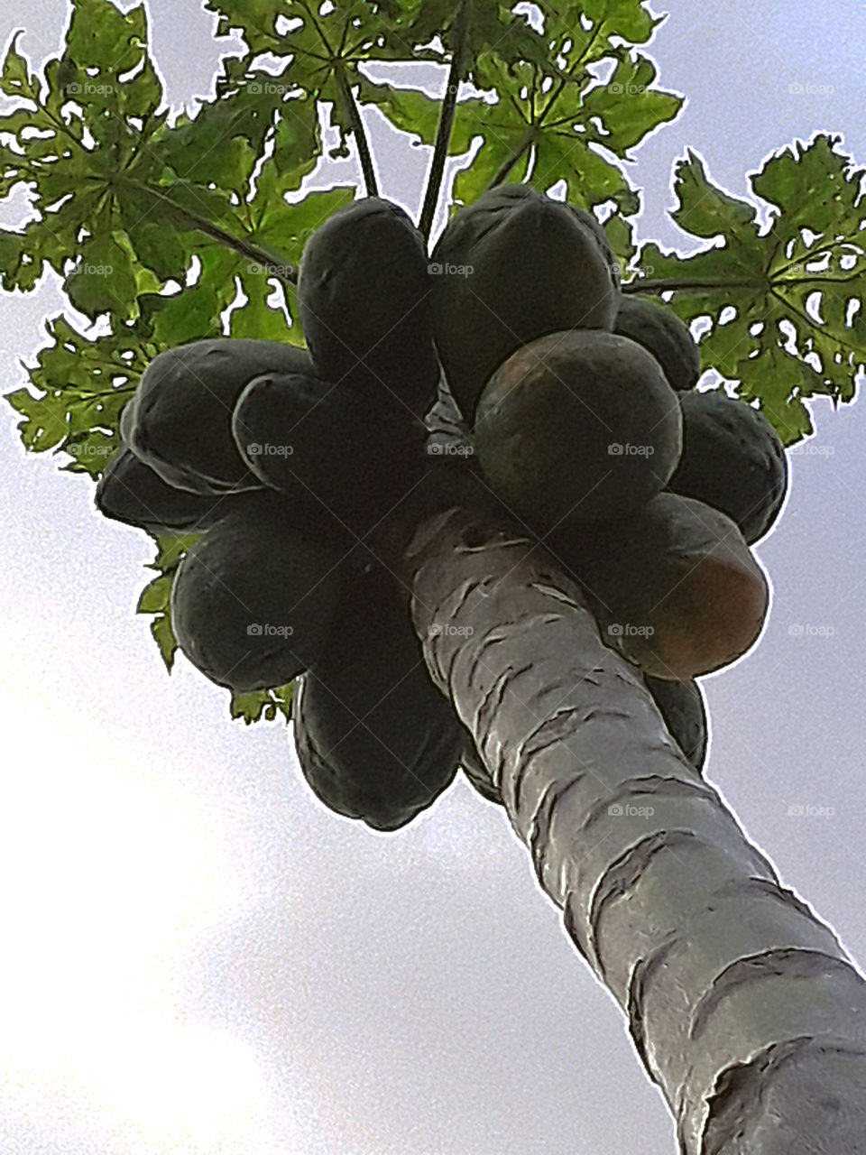 arbol de papaya