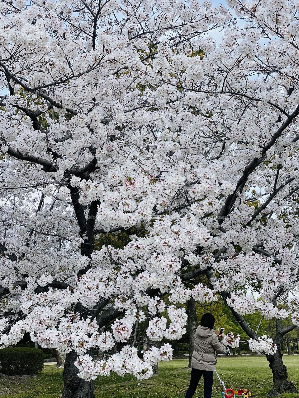 cherry blossoms