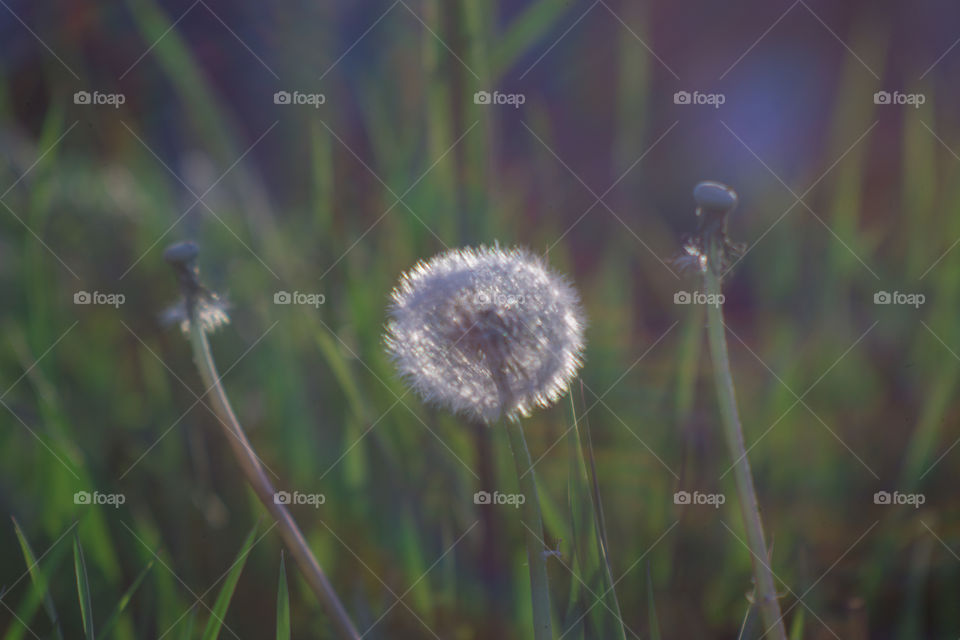 Dandelions