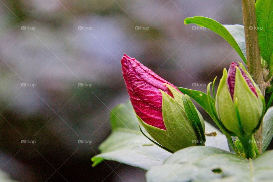 flower in the garden