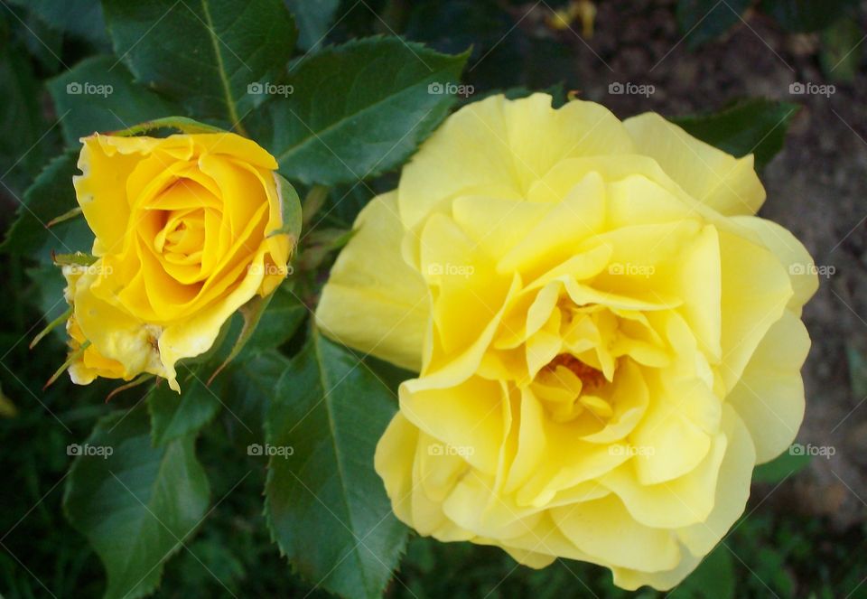 Two yellow roses