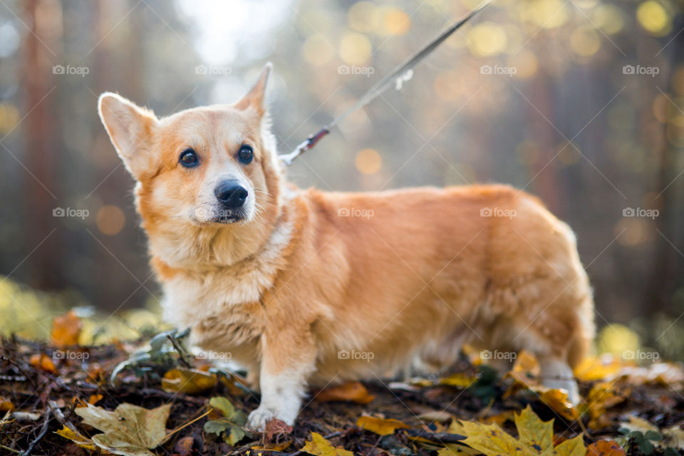 Welsh corgi pembroke in autumn park 