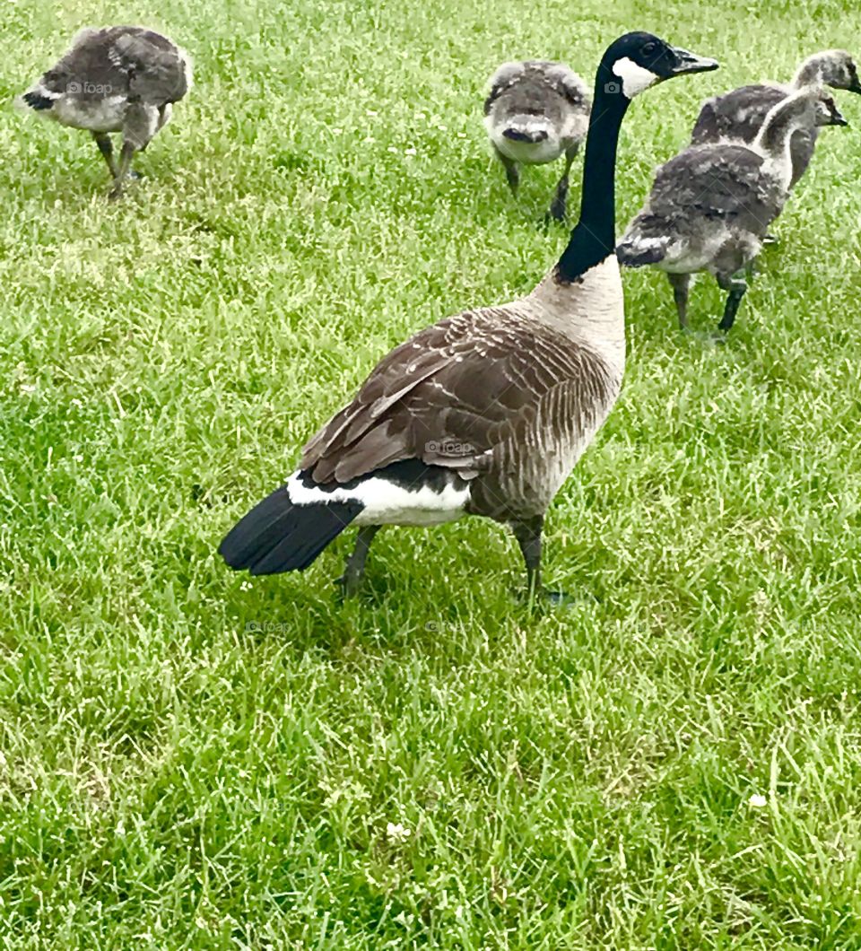 Goose and goslings