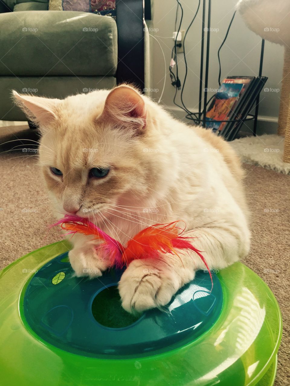Loves feather toys