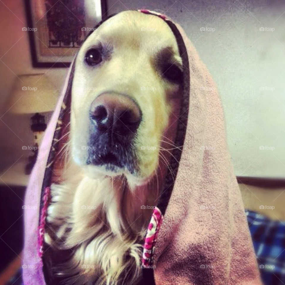 pretty pink dog cold by Zita