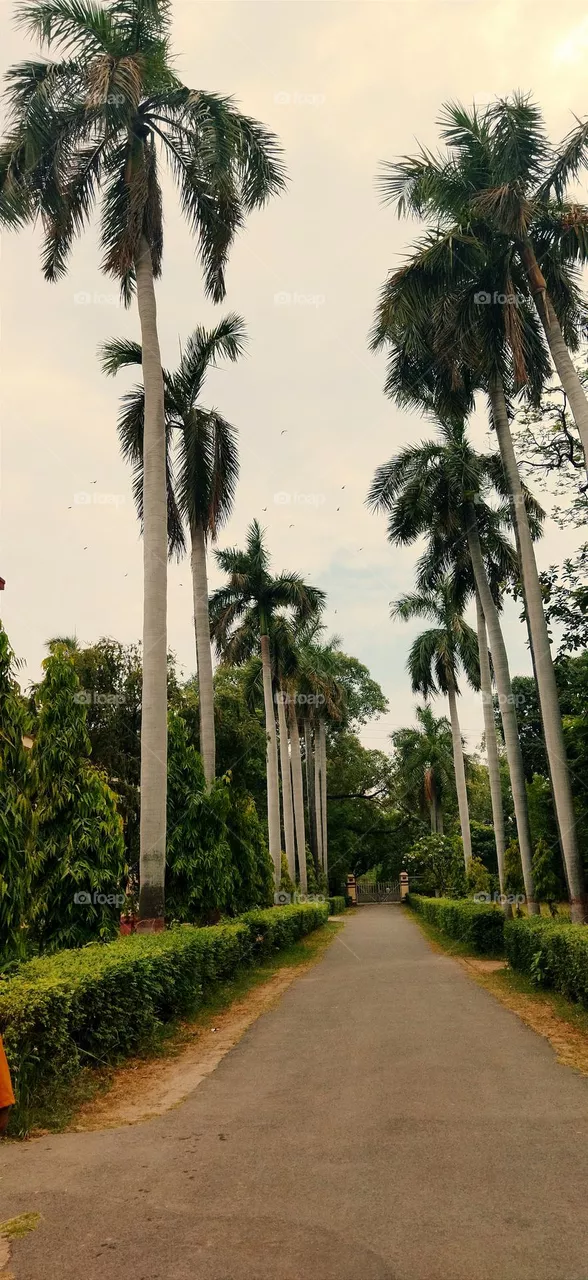 🌴🌴