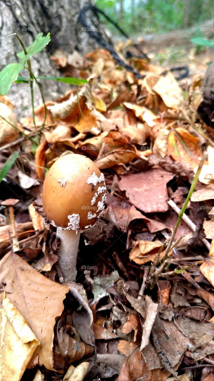 Brown mushroom in a forest