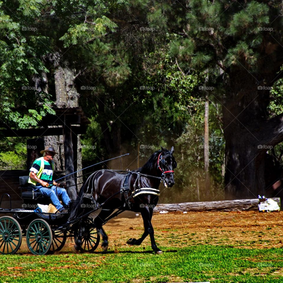 Horse pulling a cart