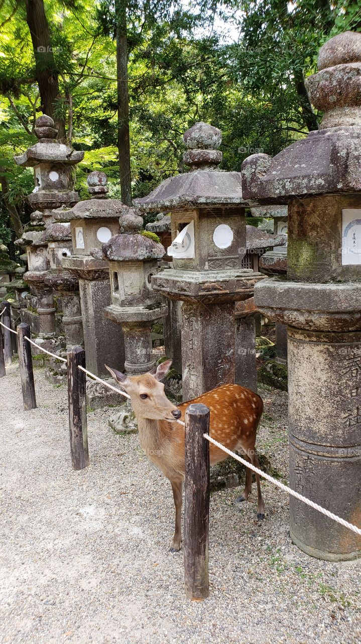 Kasuga-Taisha Deer