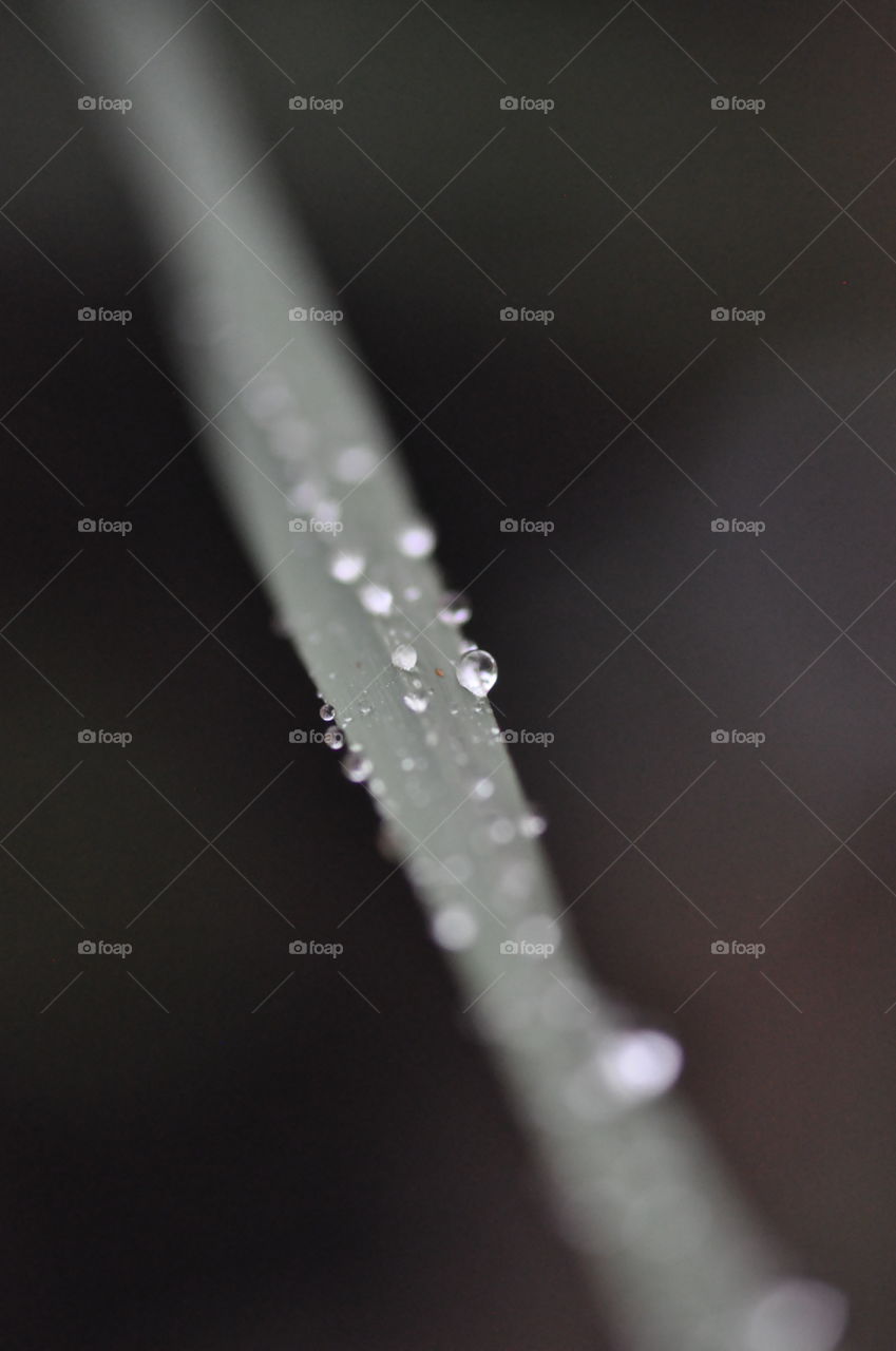 Raindrops 