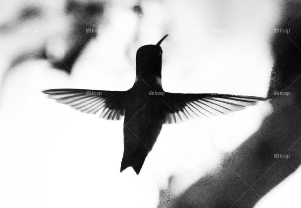 Humming Bird
