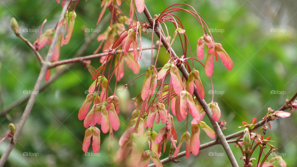 Maple Tree seeds on the tree