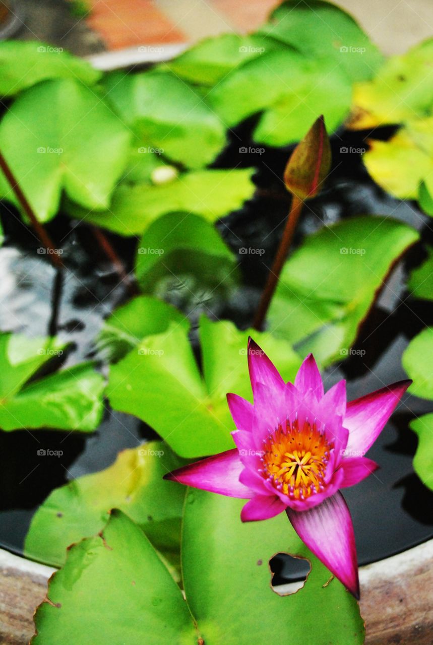 Lotus - Ayutthaya,Thailand