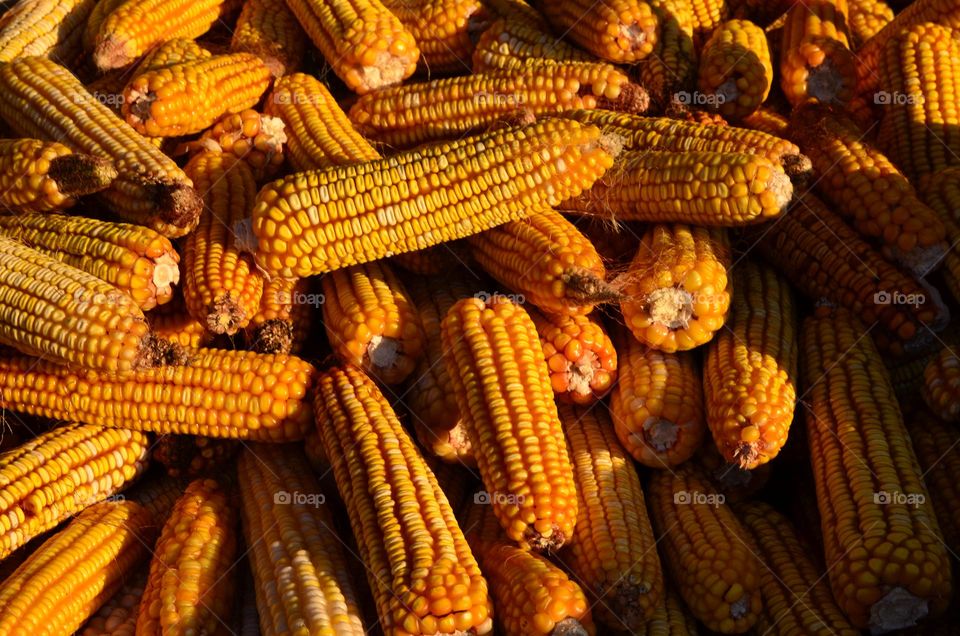 Autumn colors, textures