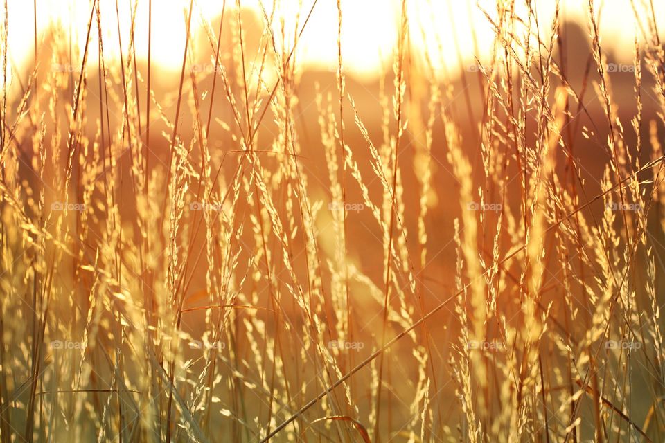 Golden grass backlit by the early morning sun.