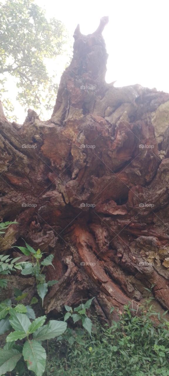 dried tree root
