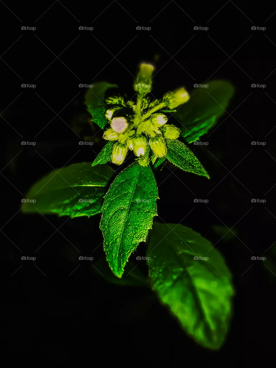 green leaves in the cold darkness