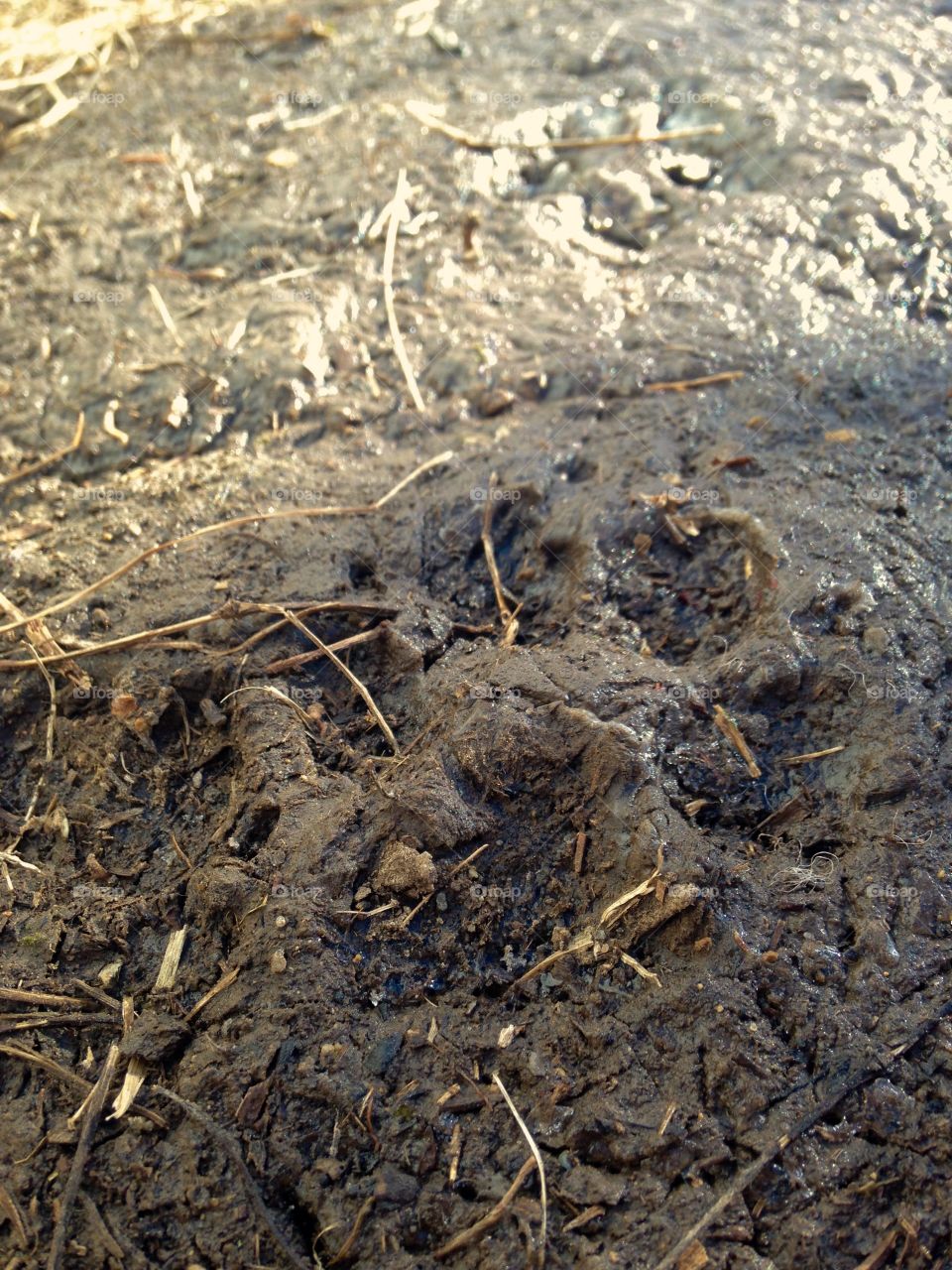 Puppy Paw Prints in the Mud