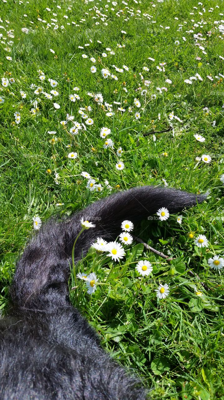 Daisies and a puppy dog tail