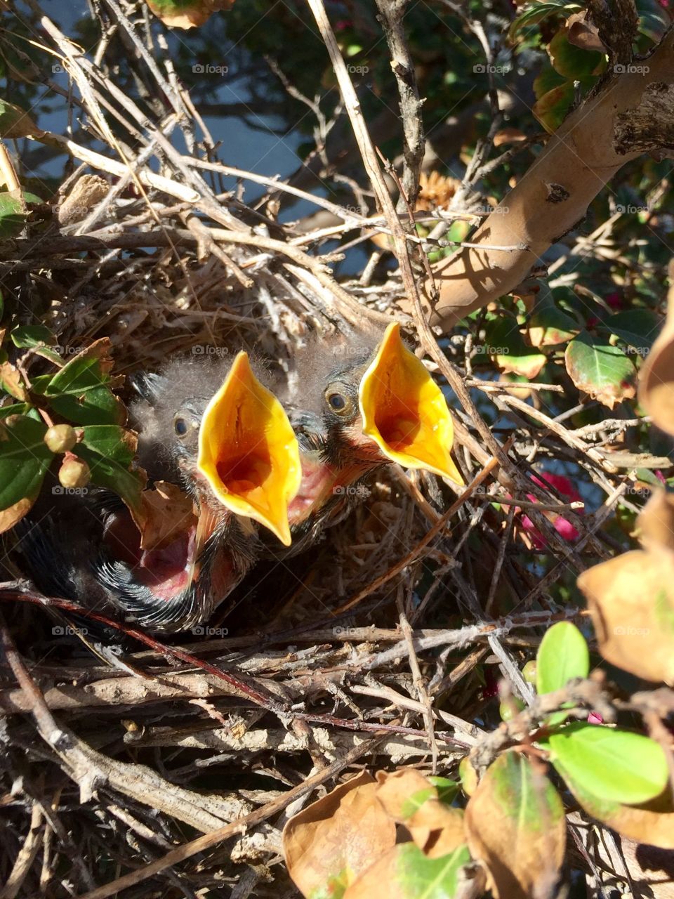 Baby Birds 