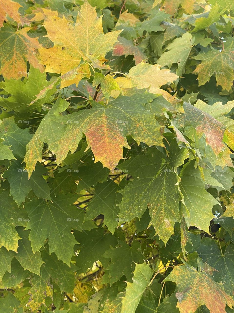 Beautiful colours of autumn leaves 