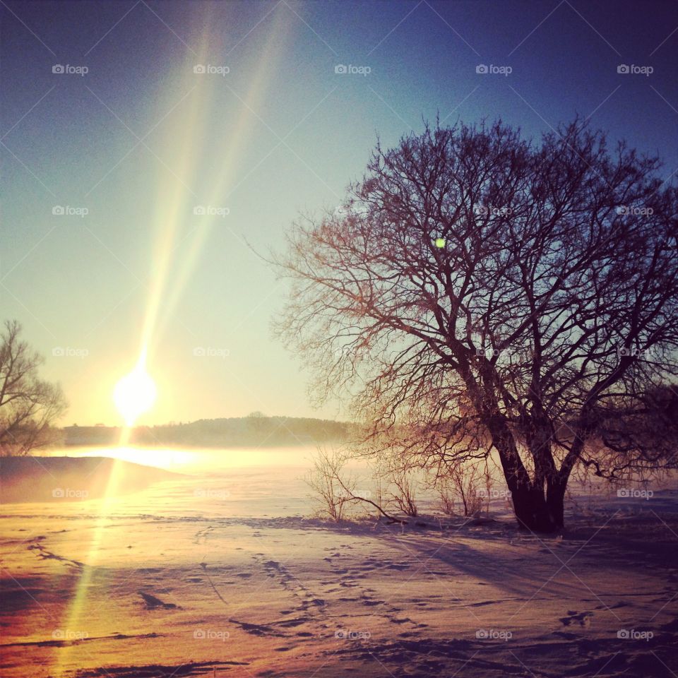 Snowy, sunlit scenery with tree in foreground
