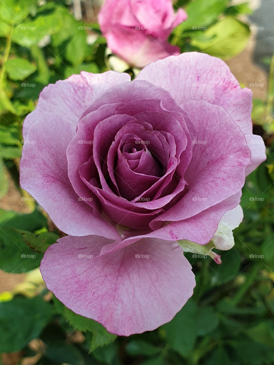 the beautiful rose