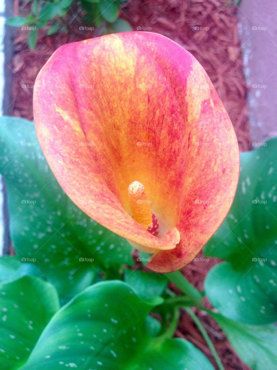 Calla Lily 