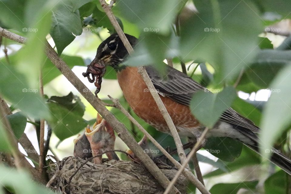 Robin feeding chicks