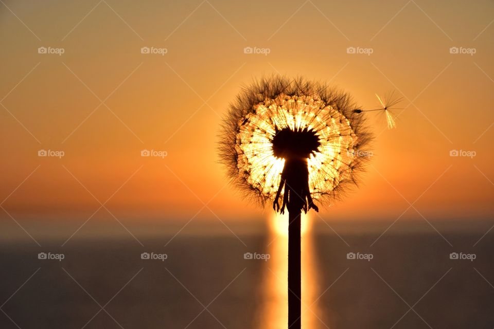 fluffy dandelion on sunrise background
