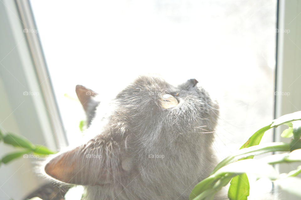 Adorable cat looking out the window at birds