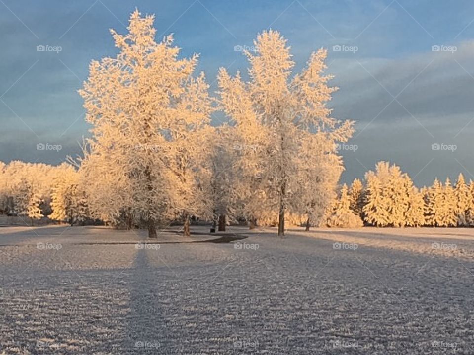 Sunlight on frozen trees