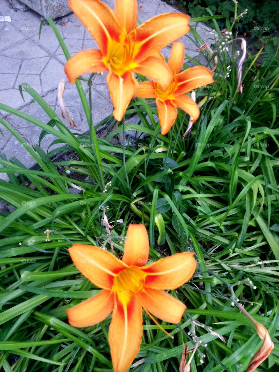 Orange lily on grass