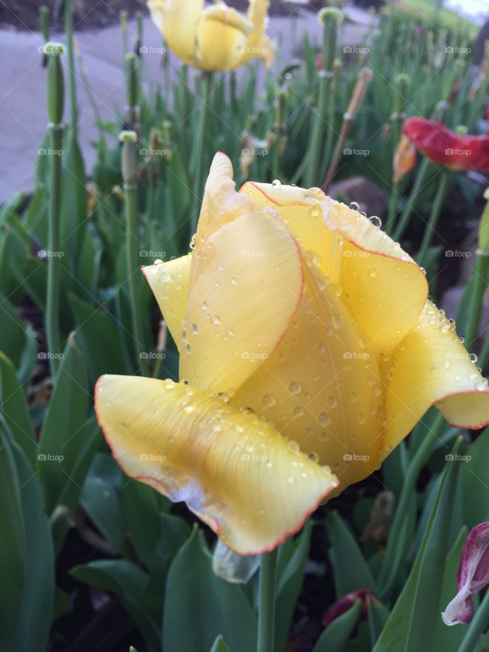 Raining on tulip 