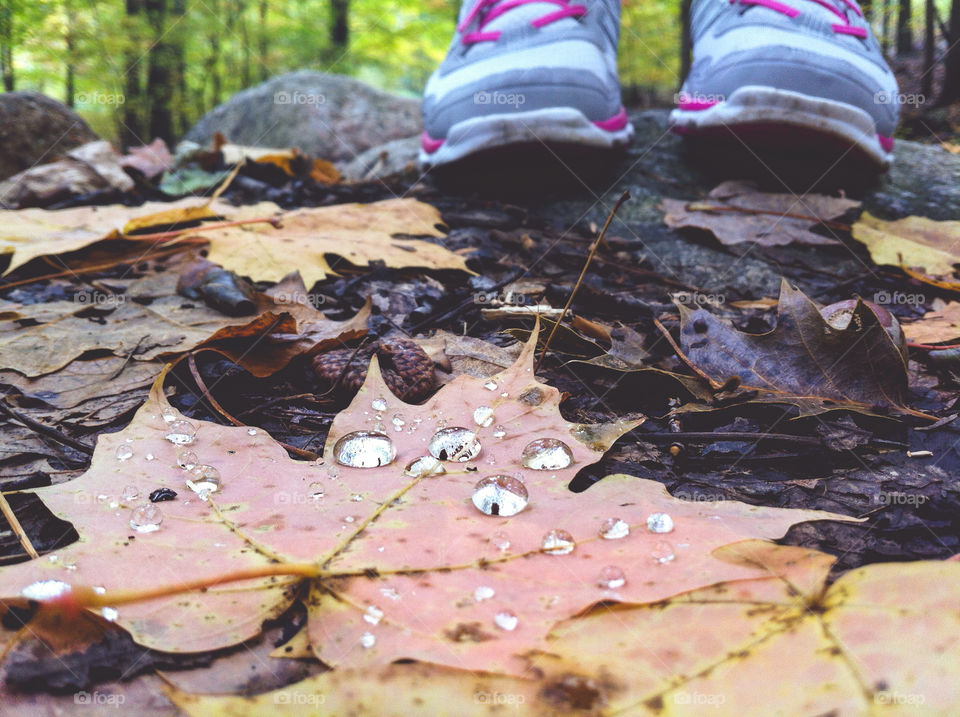 Water droplets on autumn leaves while hiking in the forest