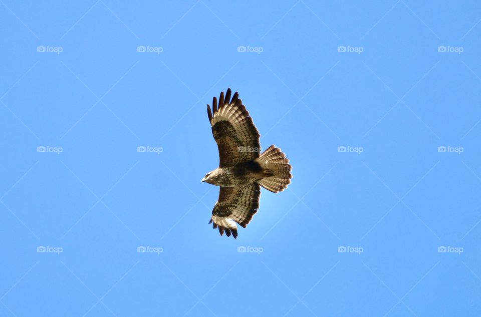 Buzzard 
