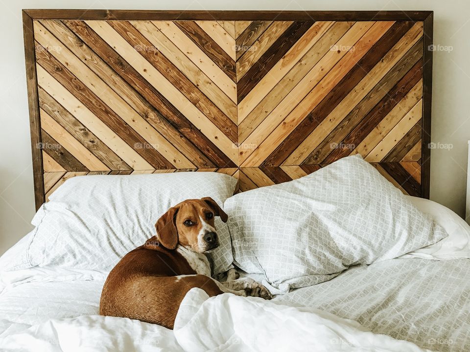 Puppy in rustic bed