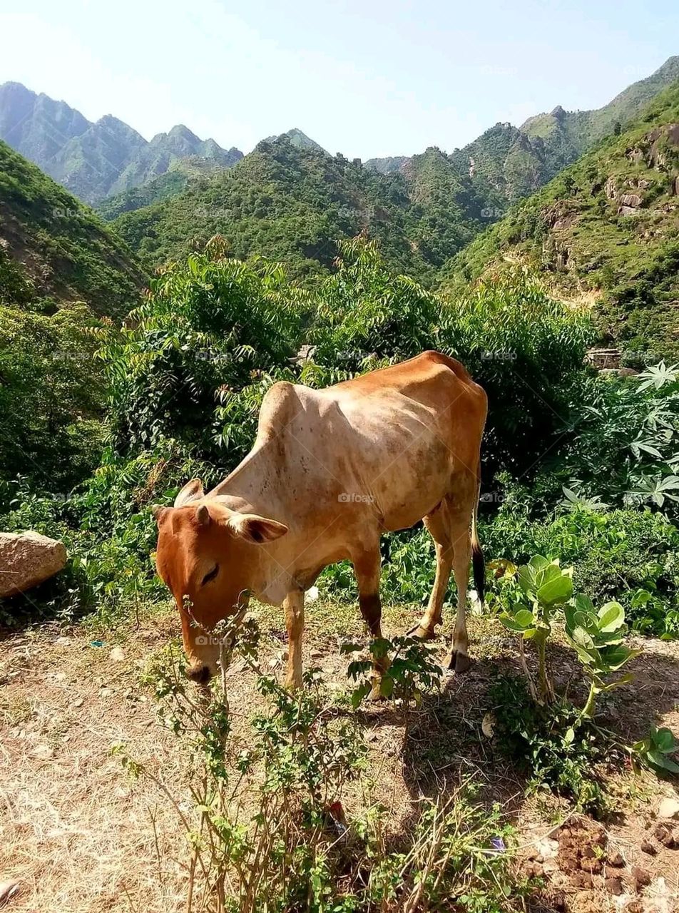 Glory be to God, and the natural scenery, and there is no place more beautiful than it. It is happy Yemen, gentlemen, and the white cow is bright. The picture is strong.