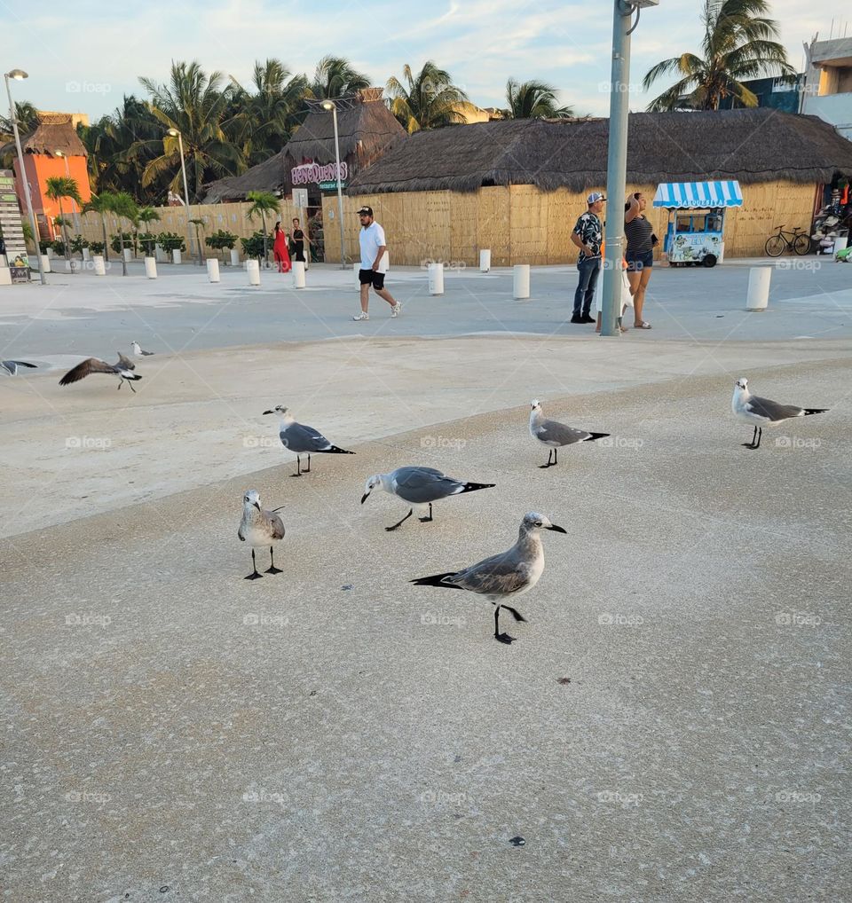 aves y ciudad