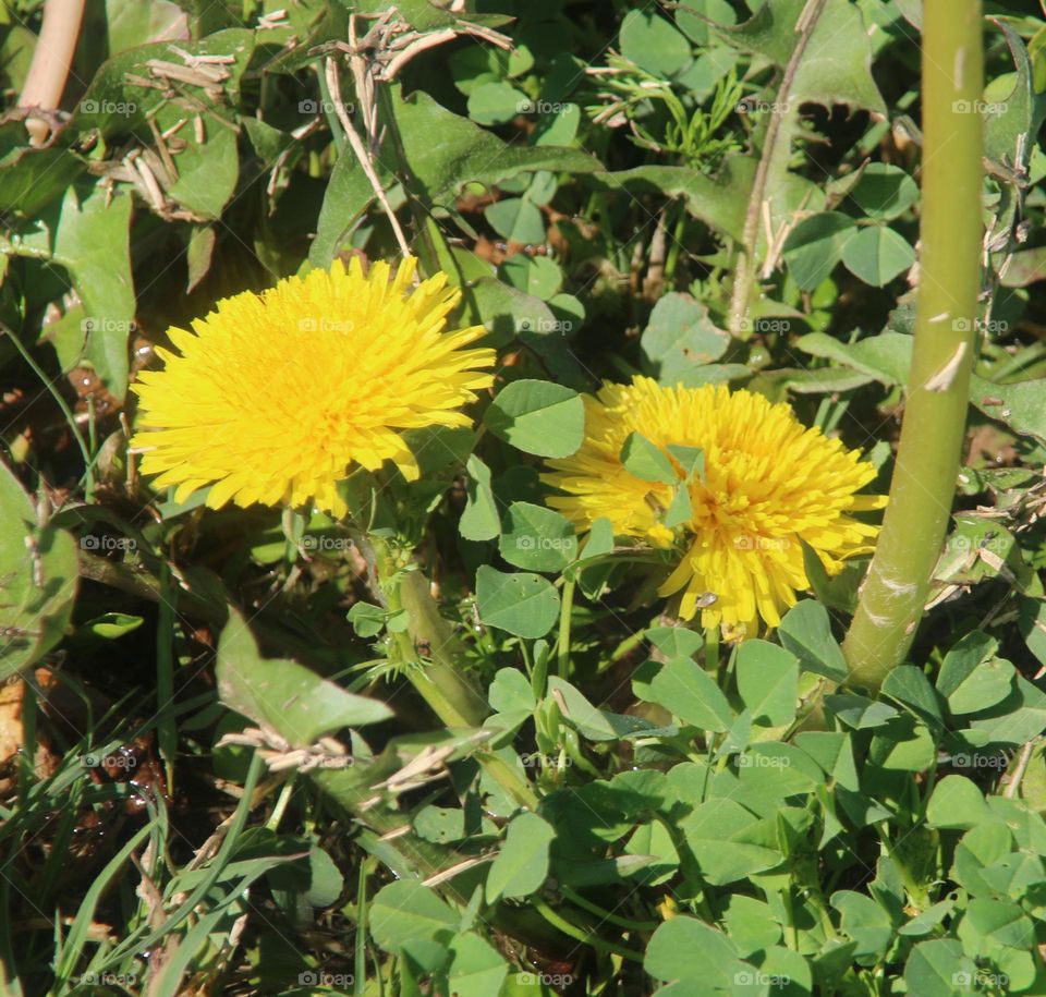 Dandelions in the Field