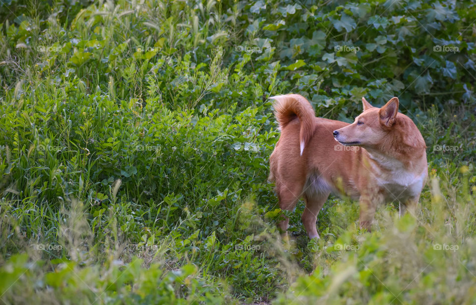 dog in field of green